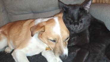 Service : garde animaux Service : garde animaux