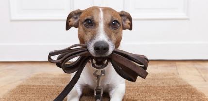 Service : garde animaux Service : garde animaux