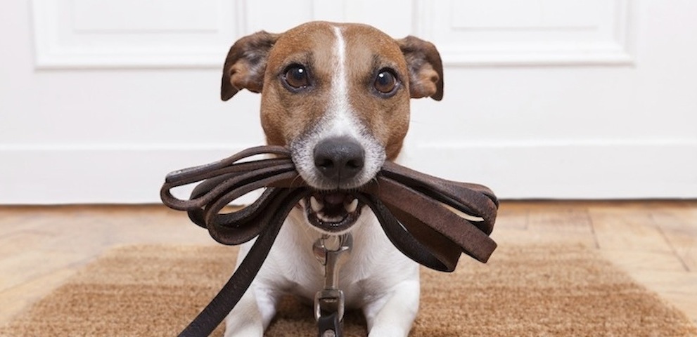 Service garde animaux 34 entre particuliers
