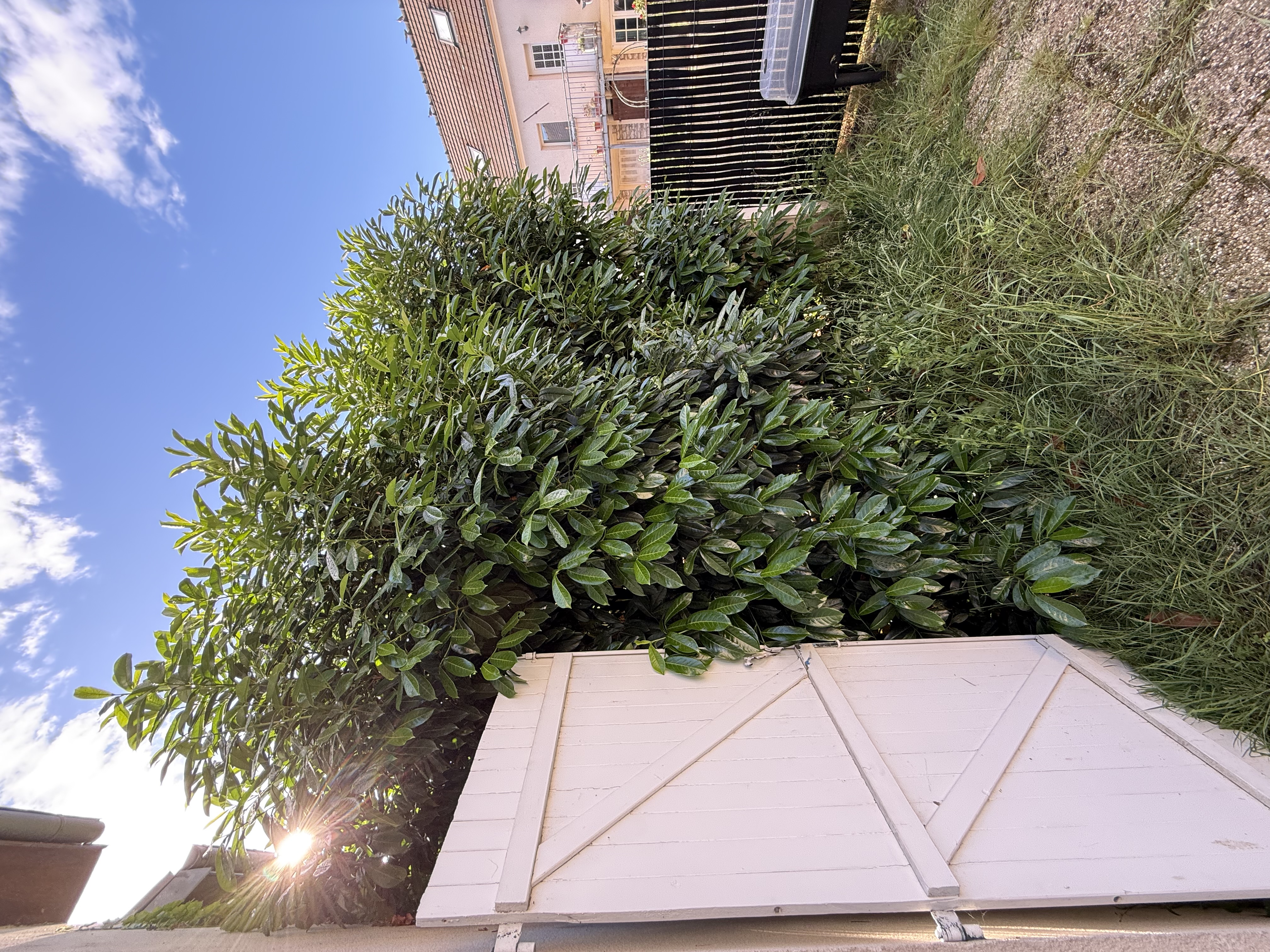 Service entretien jardin entre particuliers (60)