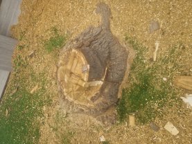 Location rogneuse de souche