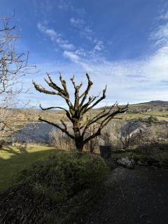 Service : elagage Service : elagage