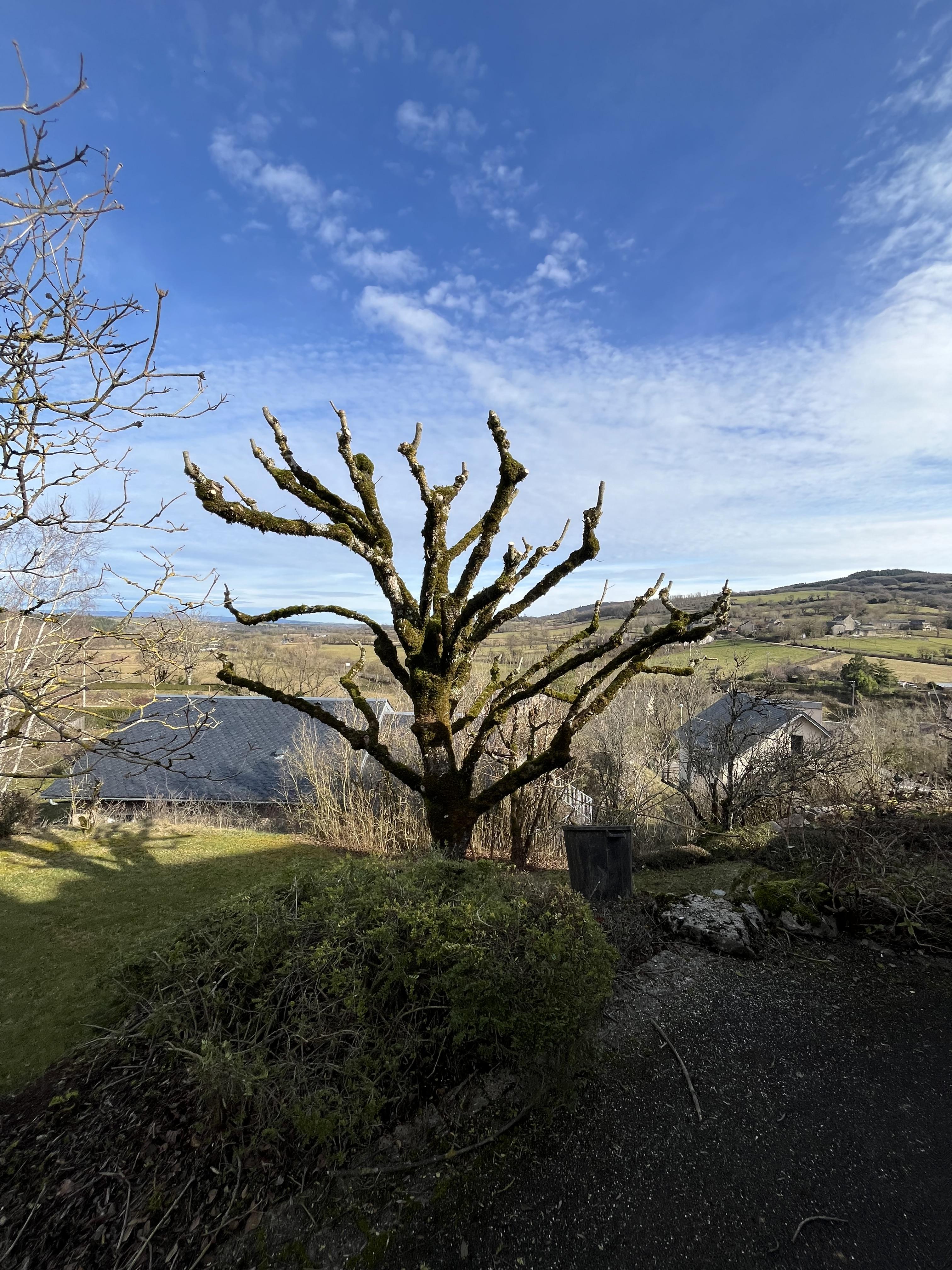 Service elagage 12 entre particuliers