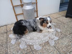 Service : chien Service : chien