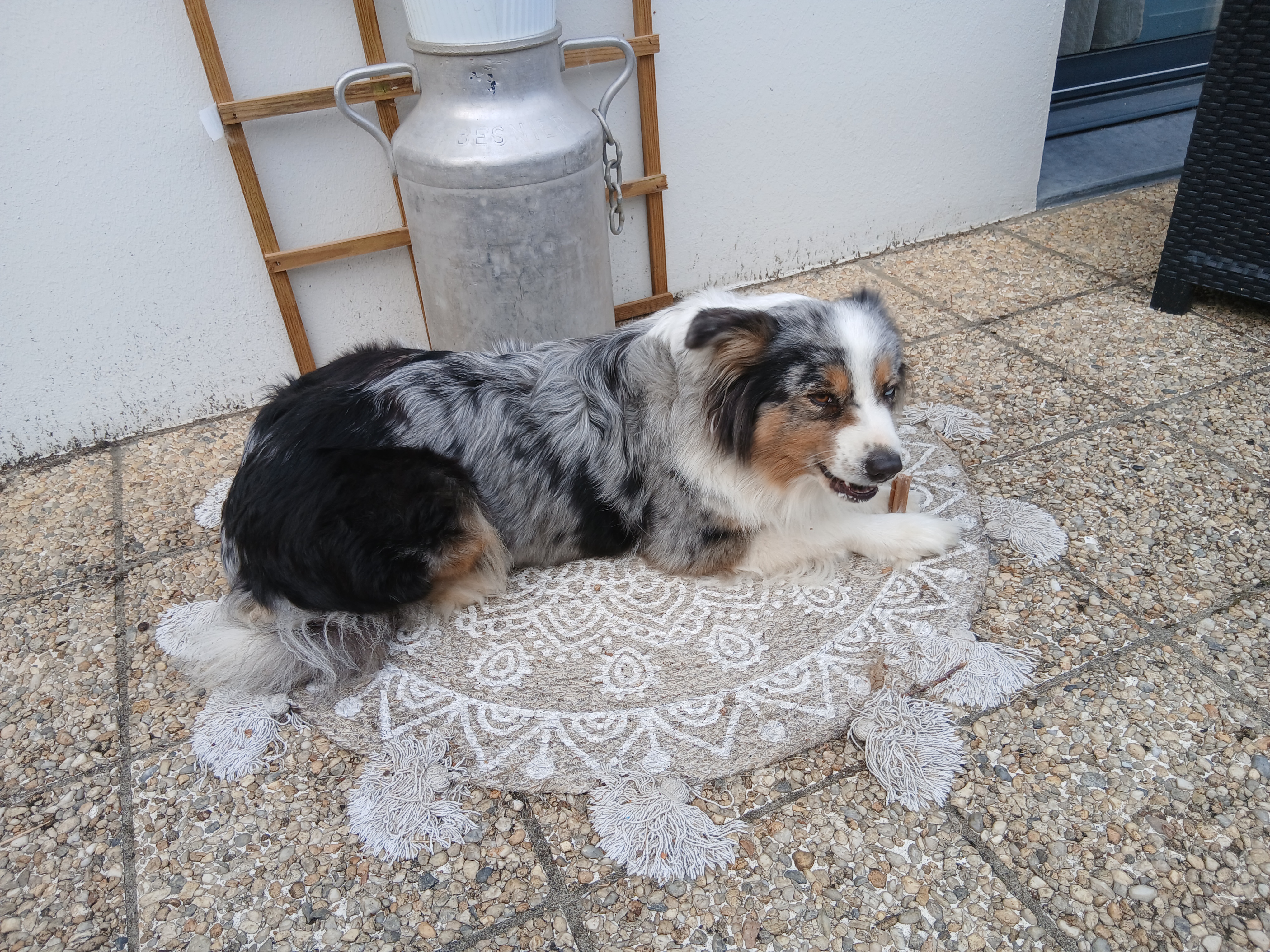 Service chien 50 entre particuliers