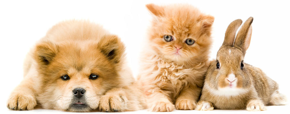 Service garde animaux 56 entre particuliers