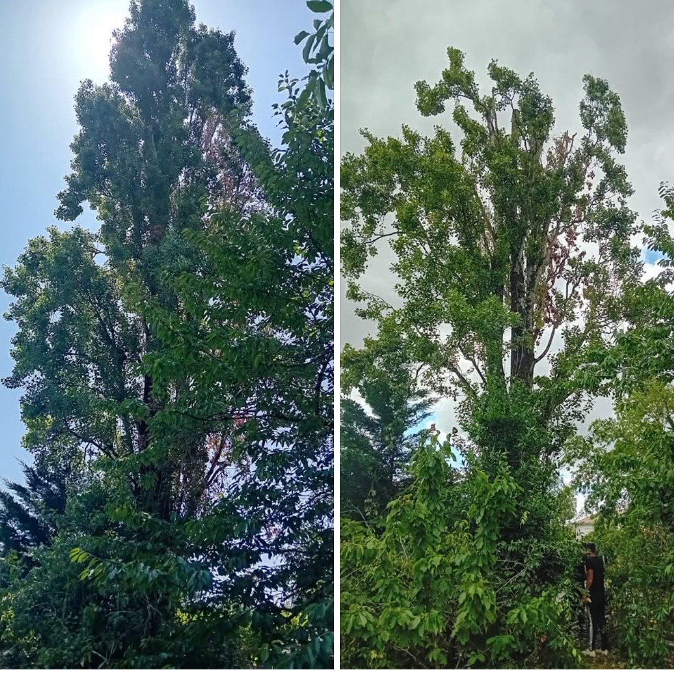 Service elagage 33 entre particuliers