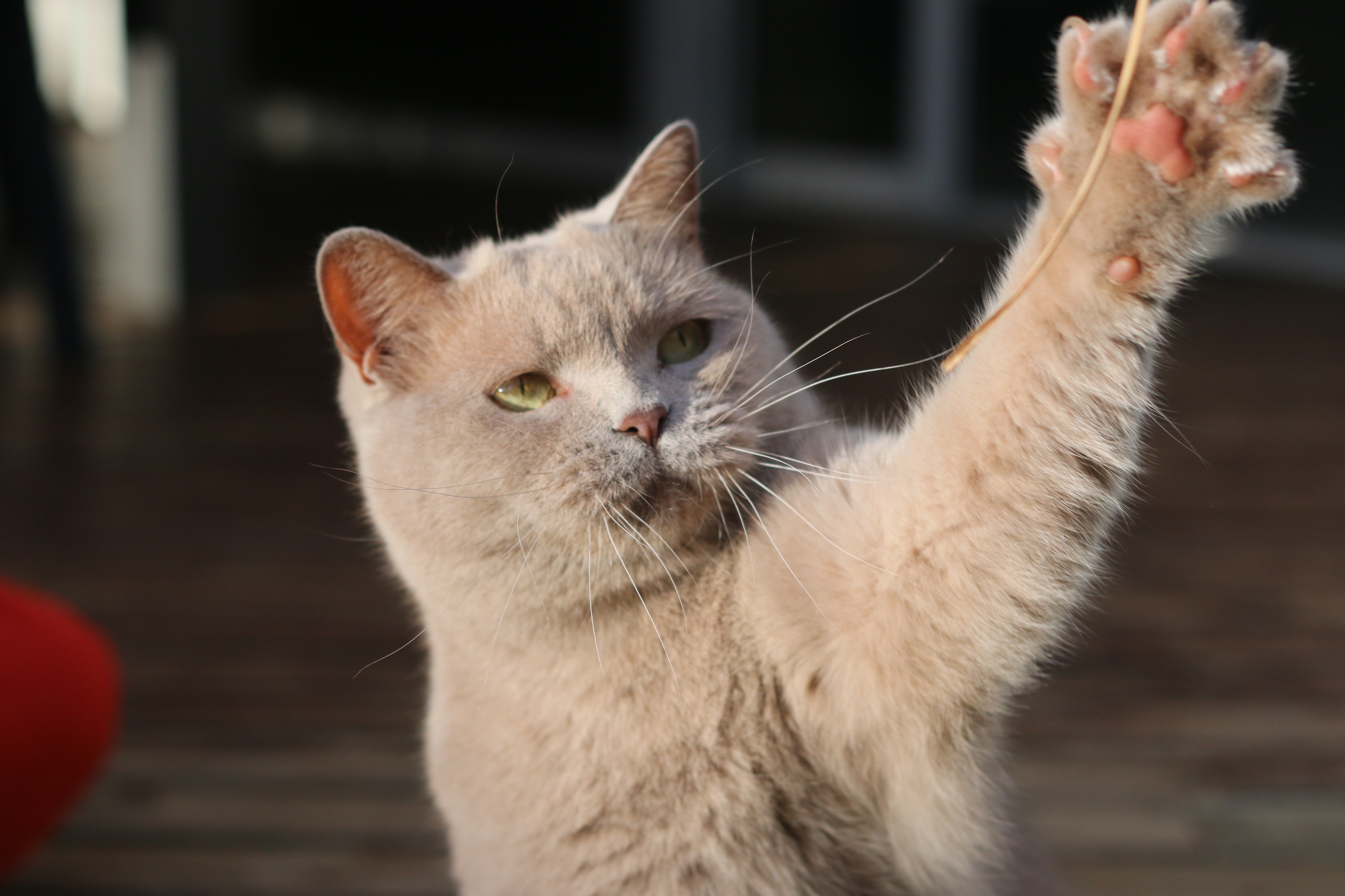 Service chat 40 entre particuliers