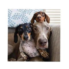 Demander ce petsitter