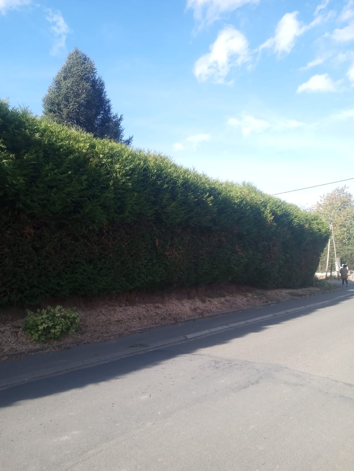 Service taille de haies 60 entre particuliers