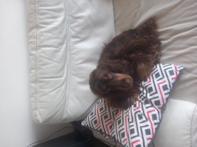 Demander ce petsitter