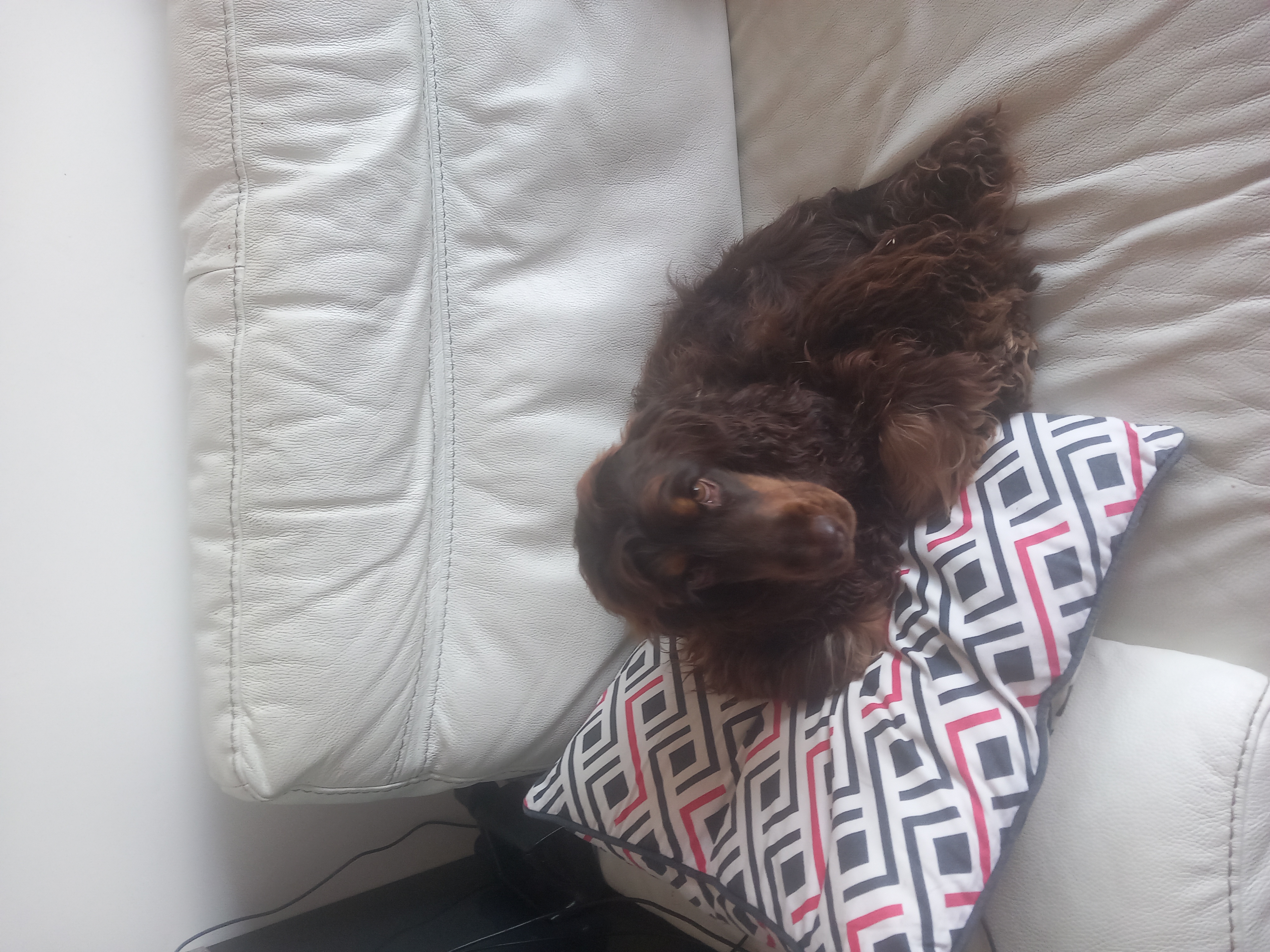 Service chien 20 entre particuliers