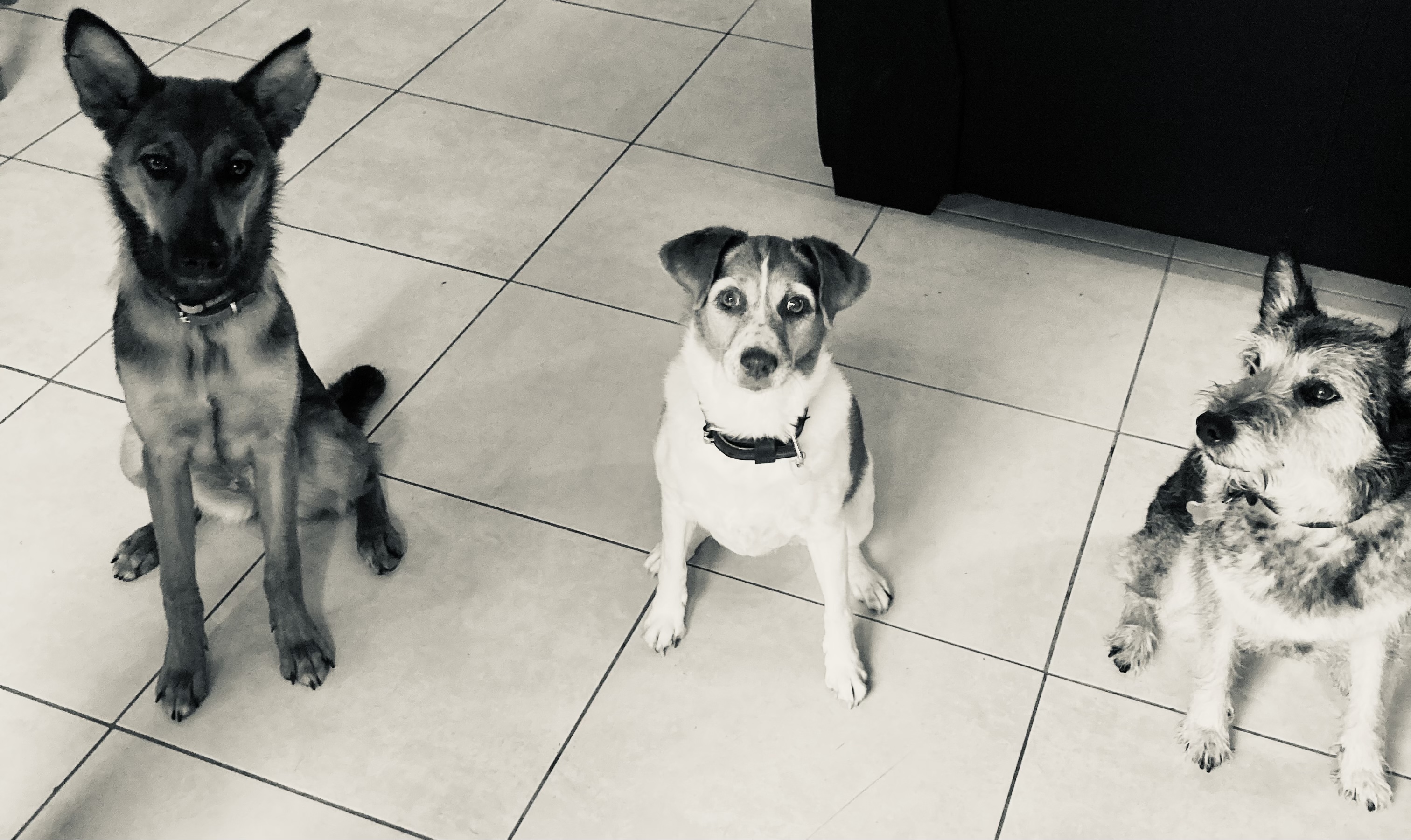 Service chien 62 entre particuliers