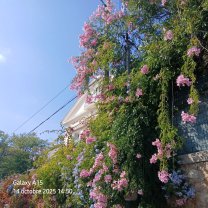 Service : elagage Service : elagage