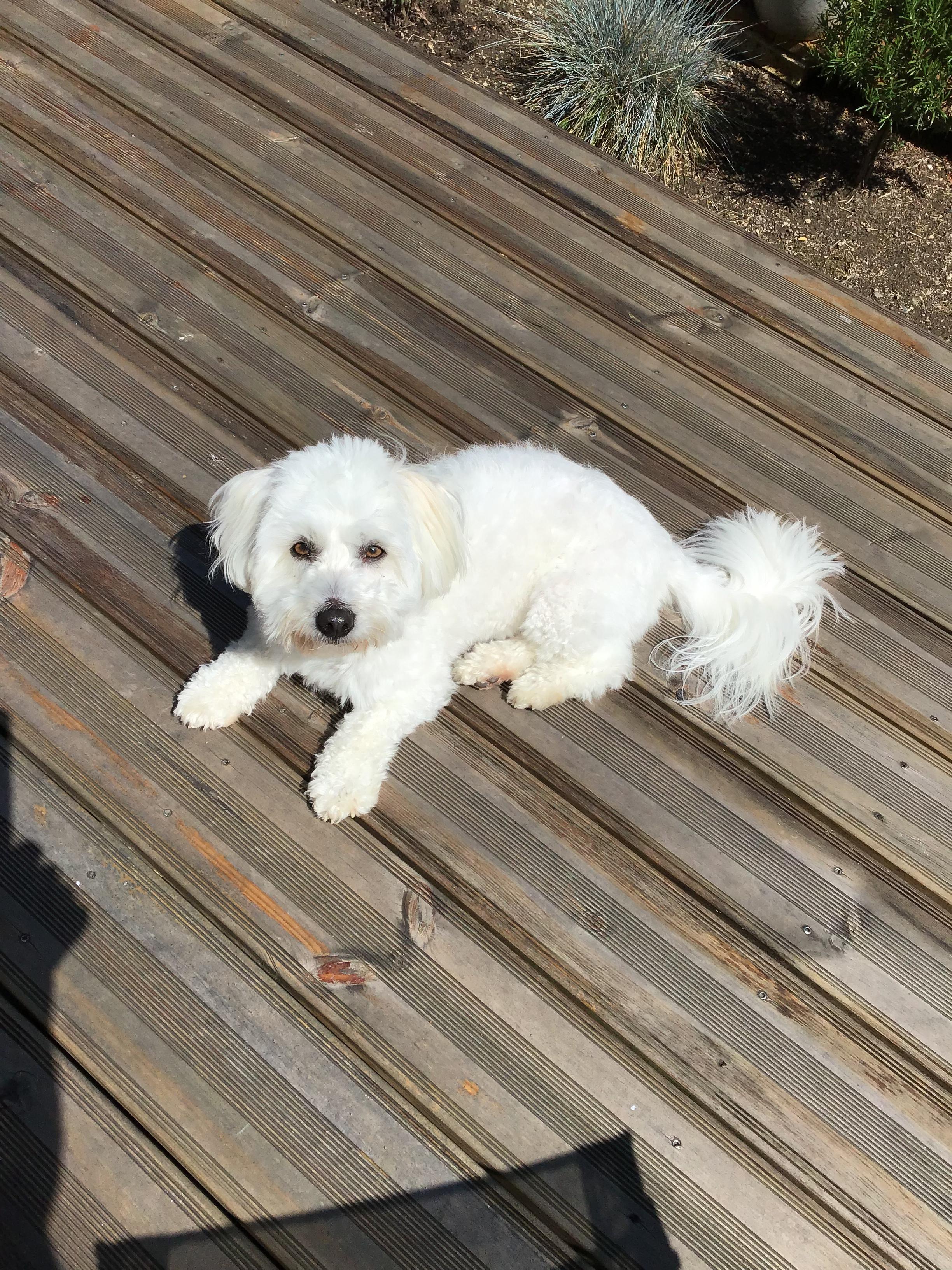Service chien 63 entre particuliers