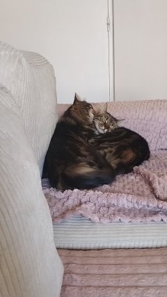 Service : garde animaux Service : garde animaux