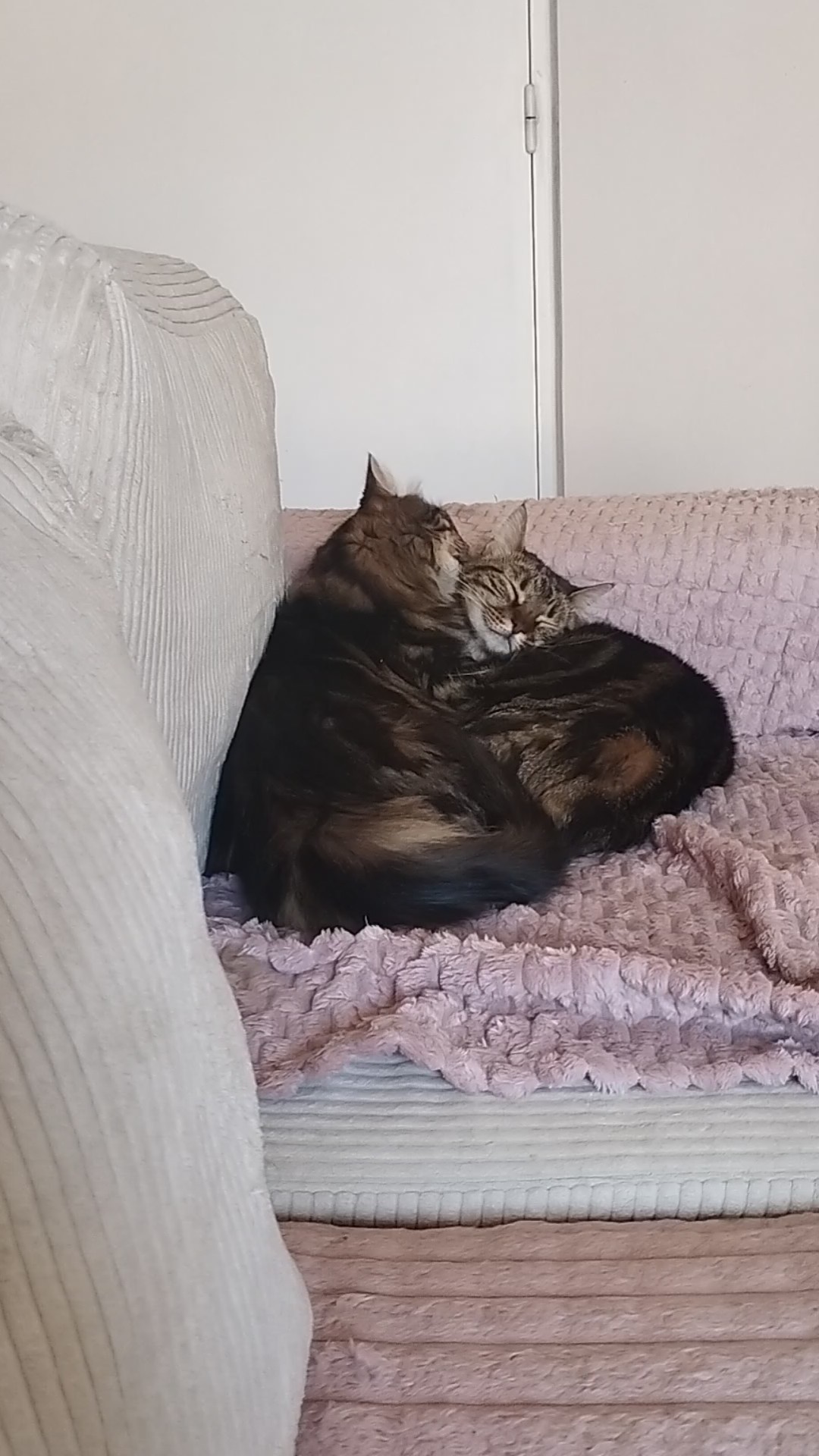 Service garde animaux 34 entre particuliers