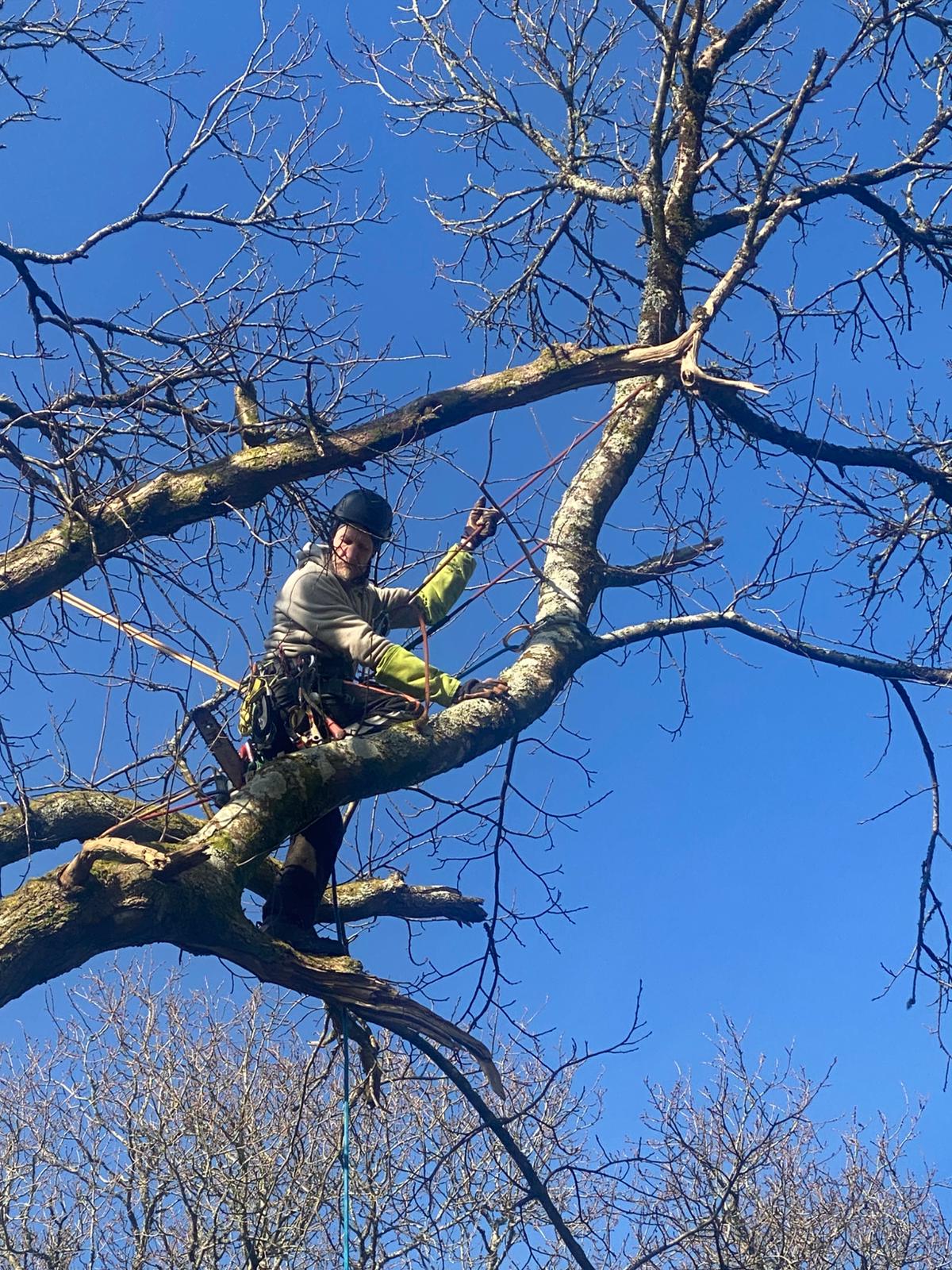 Service elagage 29 entre particuliers