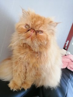 Service : toilettage chien