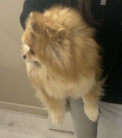 Service : chien Service : chien