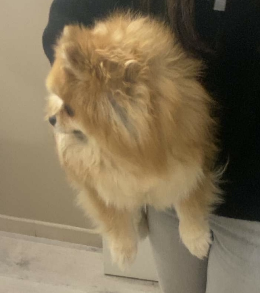 Service chien 60 entre particuliers