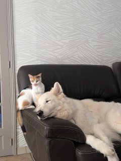 Service garde d'animaux