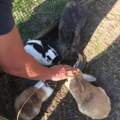 Service : garde animaux