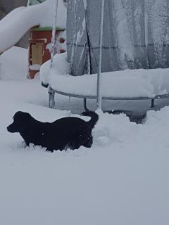 Service : garde animaux Service : garde animaux