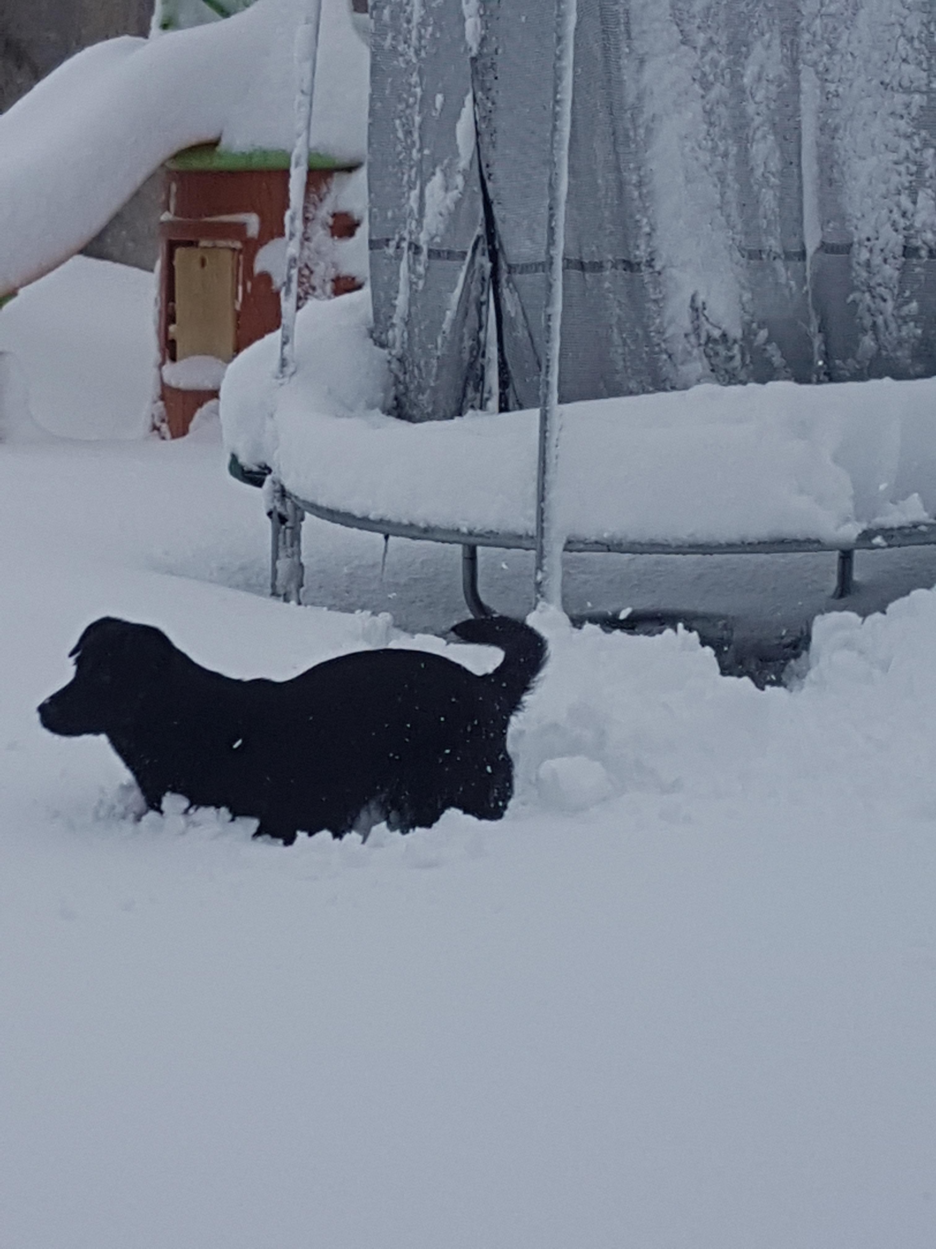 Service garde animaux 38 entre particuliers