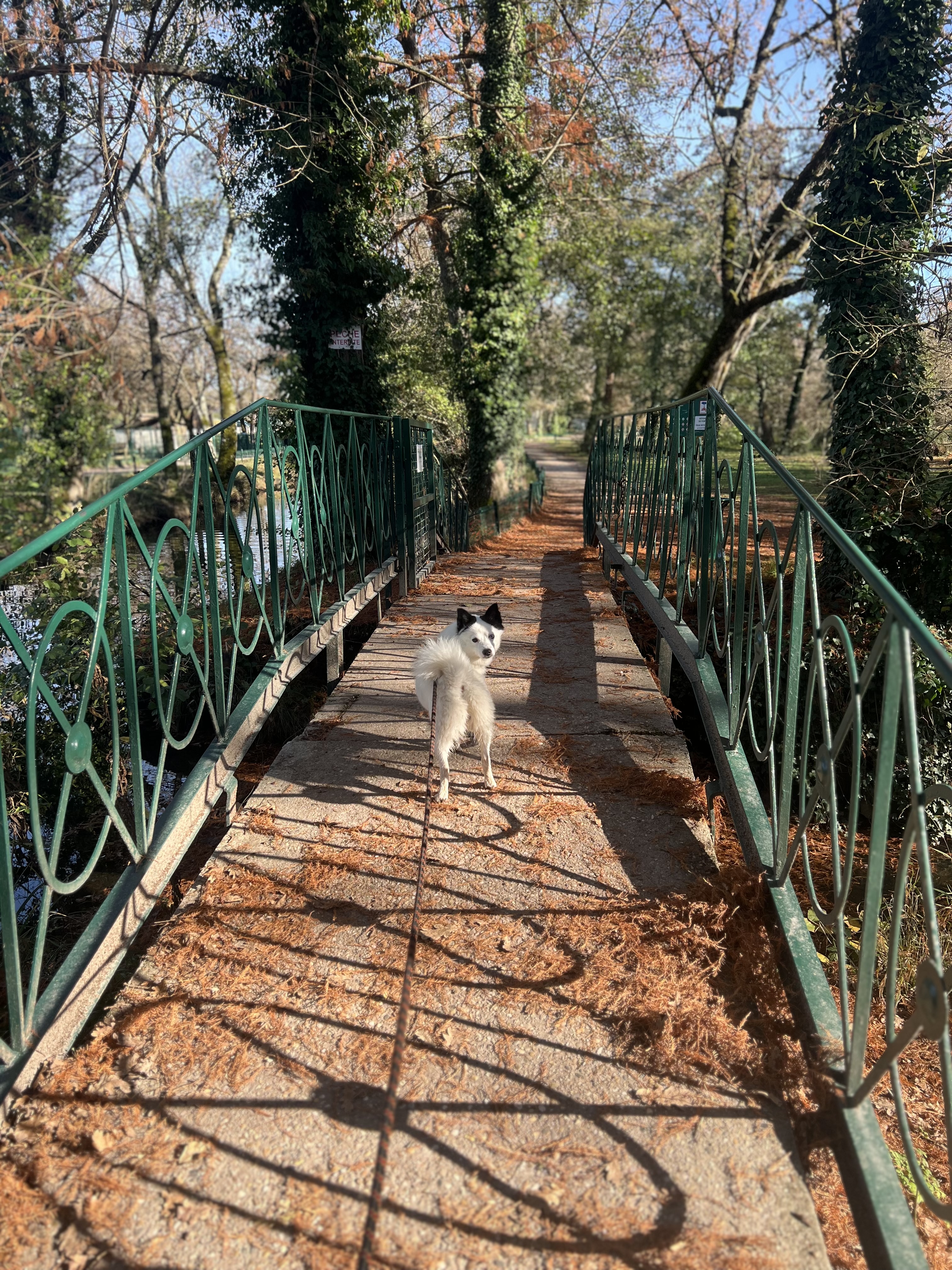 Service promeneur chien 31 entre particuliers