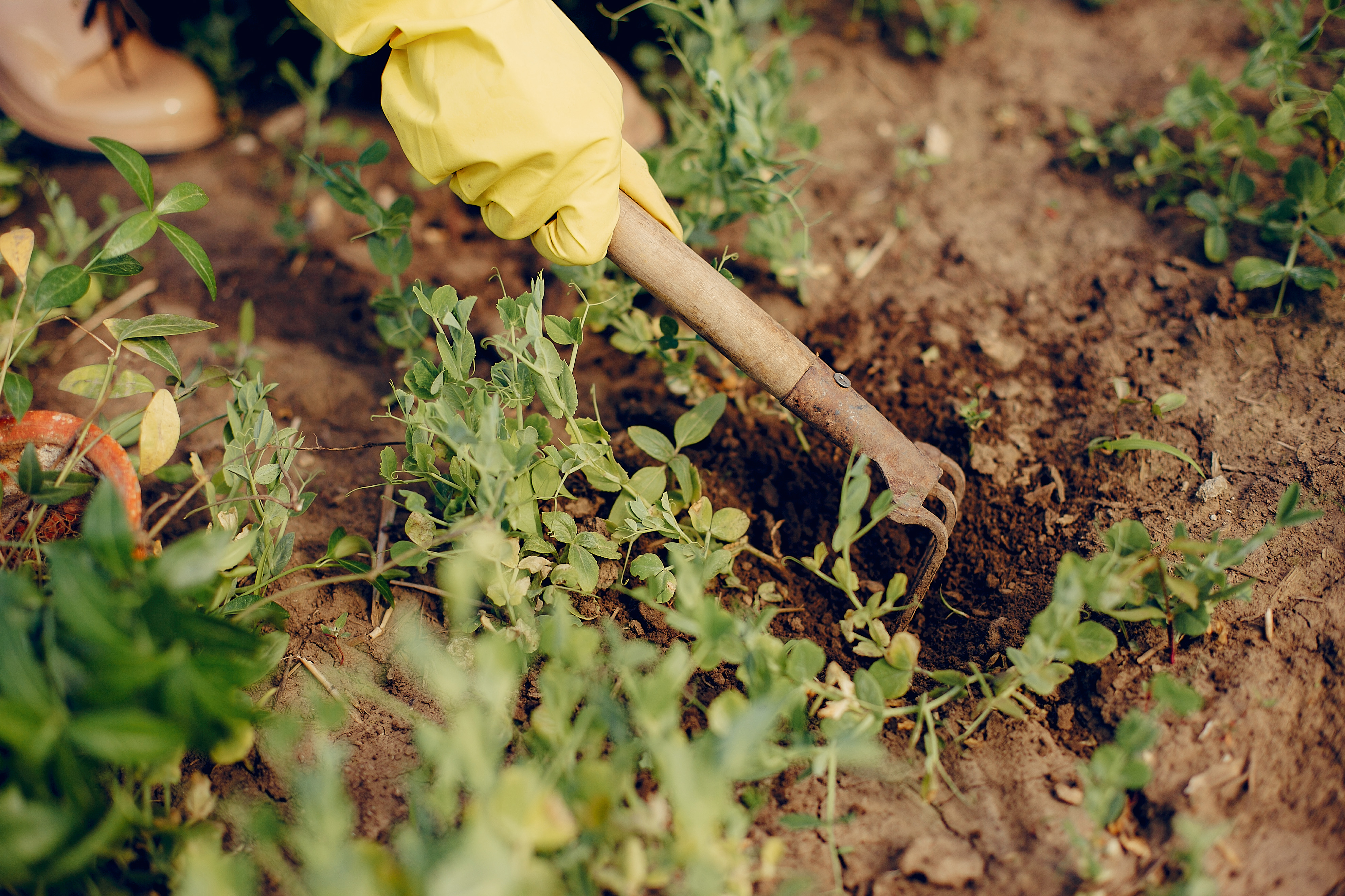 Location jardin potager 30 entre particuliers