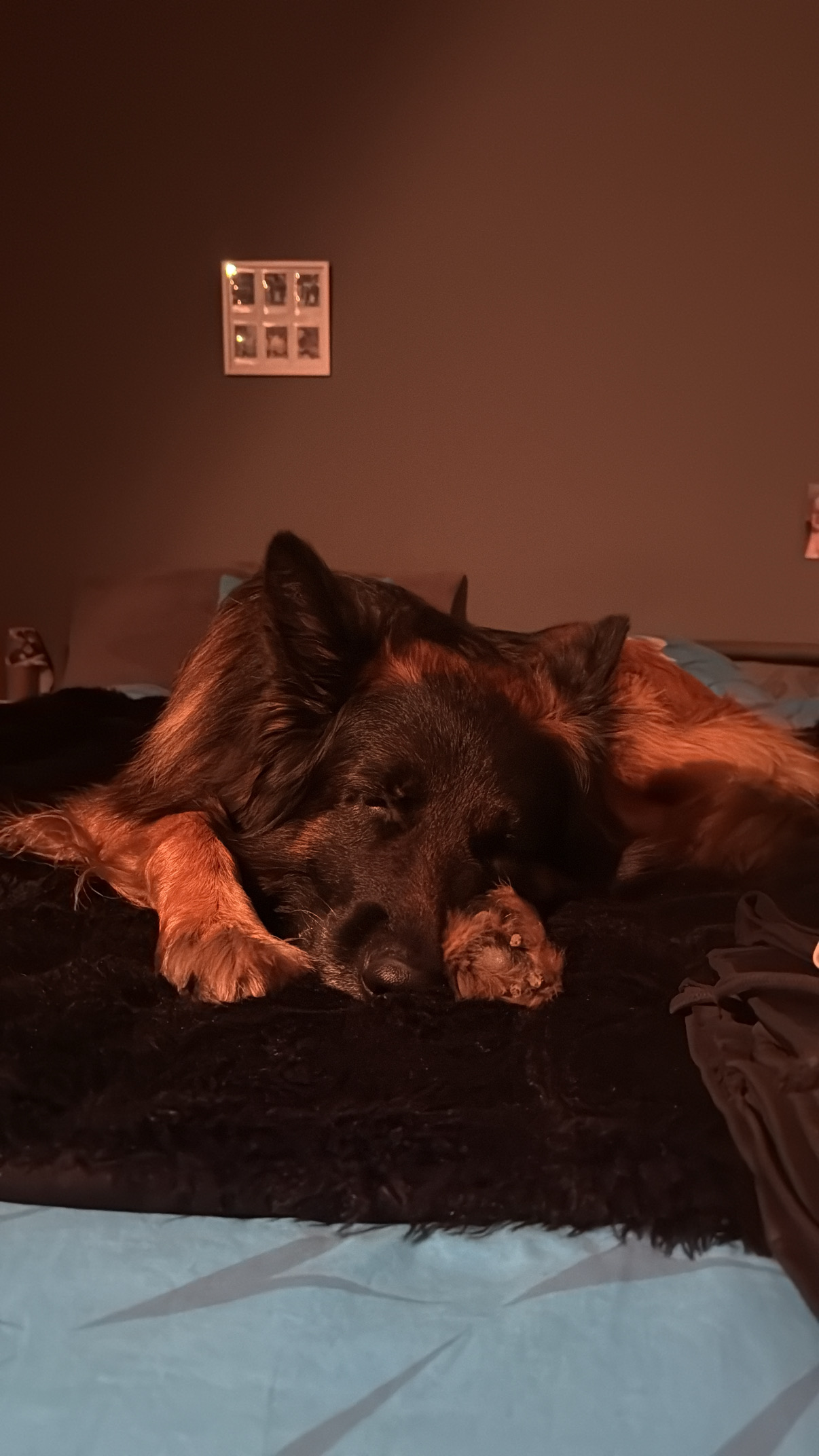 Service garde animaux 95 entre particuliers