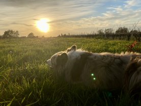 Service : promeneur chien
