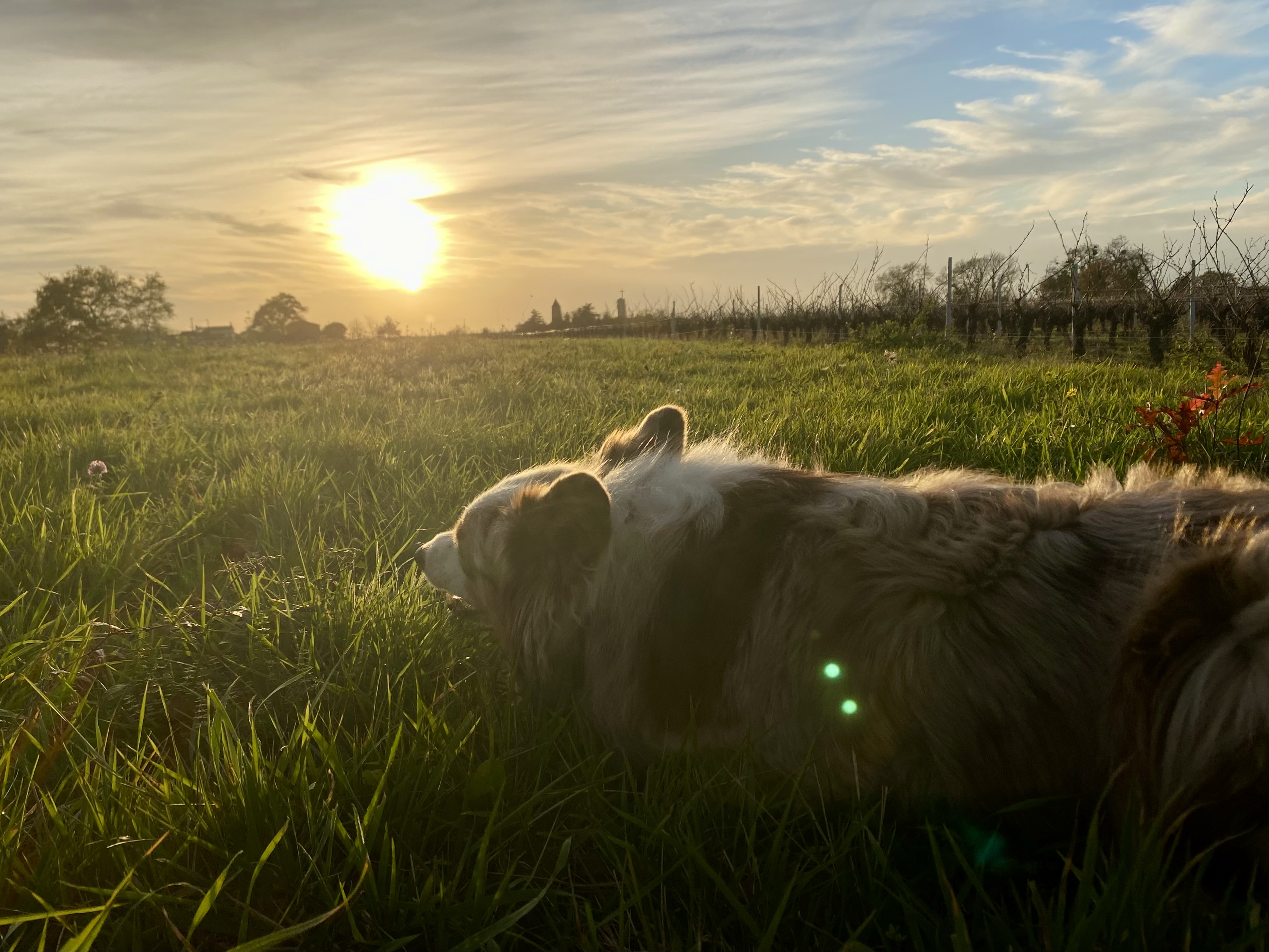 Service promeneur chien 44 entre particuliers