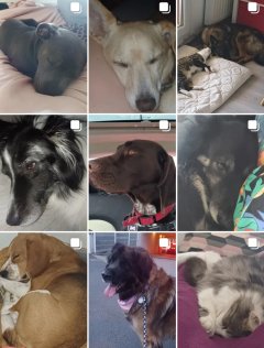 Service : garde animaux Service : garde animaux