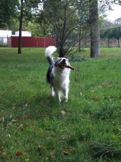 Service : chien Service : chien