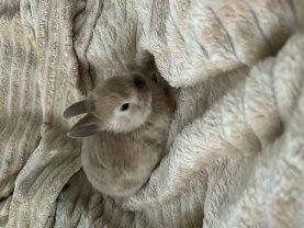 Service : garde lapin