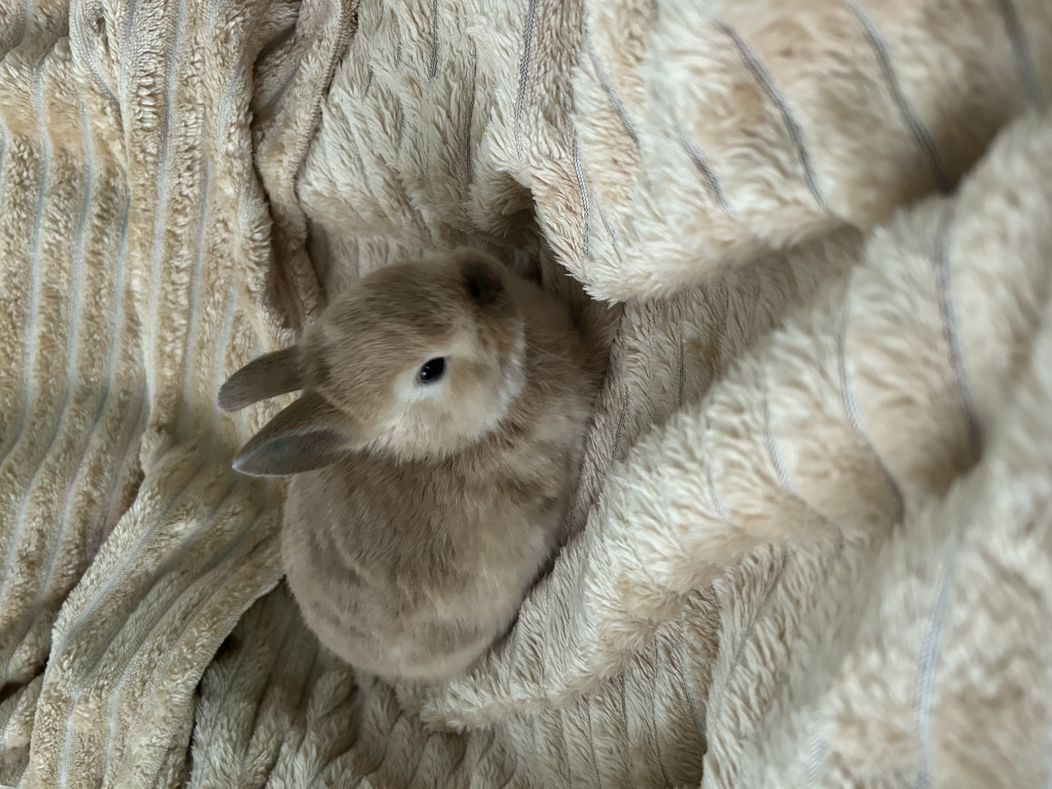 Service garde lapin 38 entre particuliers