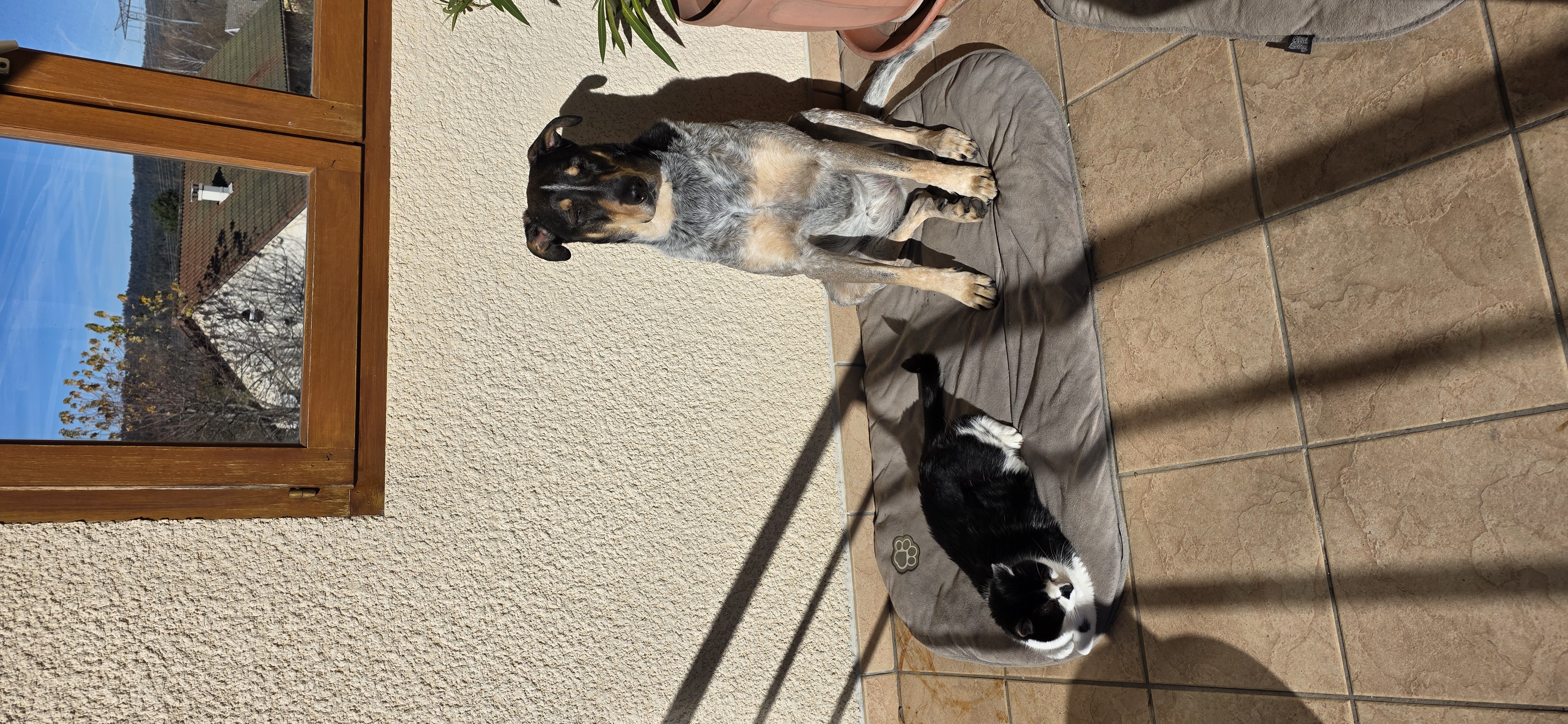 Service chien 01 entre particuliers