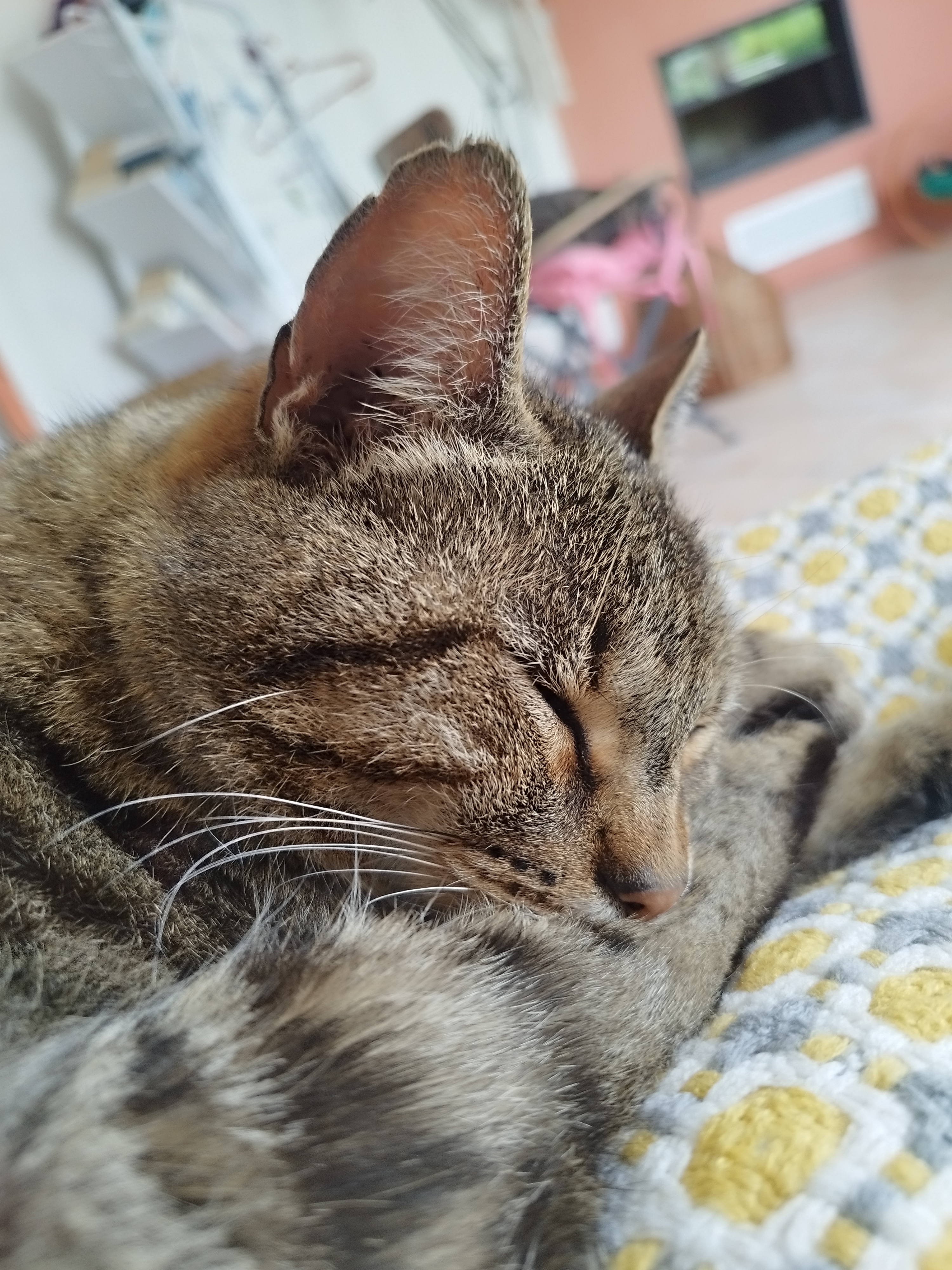 Service garde animaux 49 entre particuliers