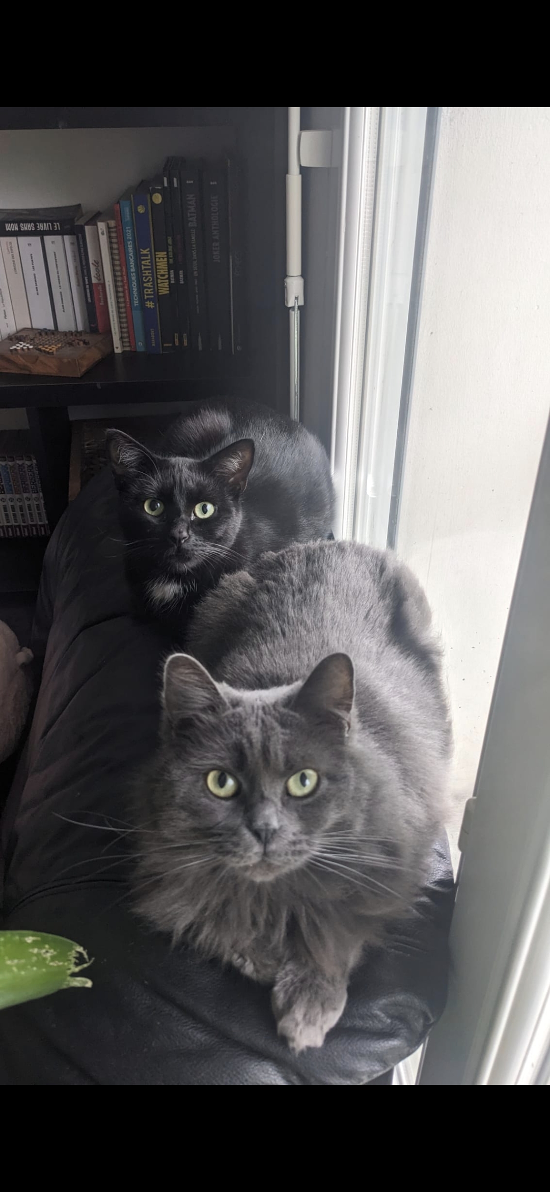 Service chat 38 entre particuliers