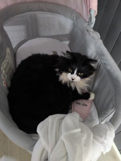 Service : chien Service : chien