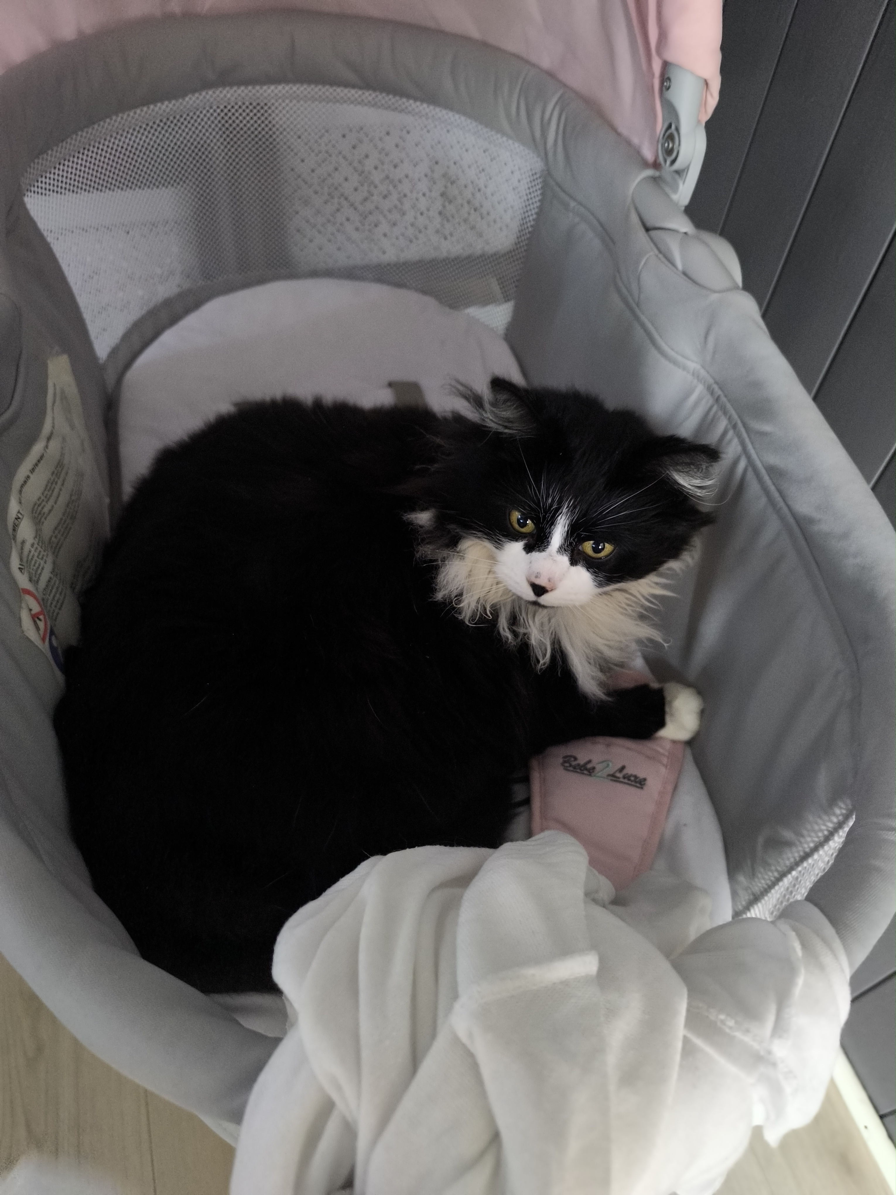 Service chien 14 entre particuliers