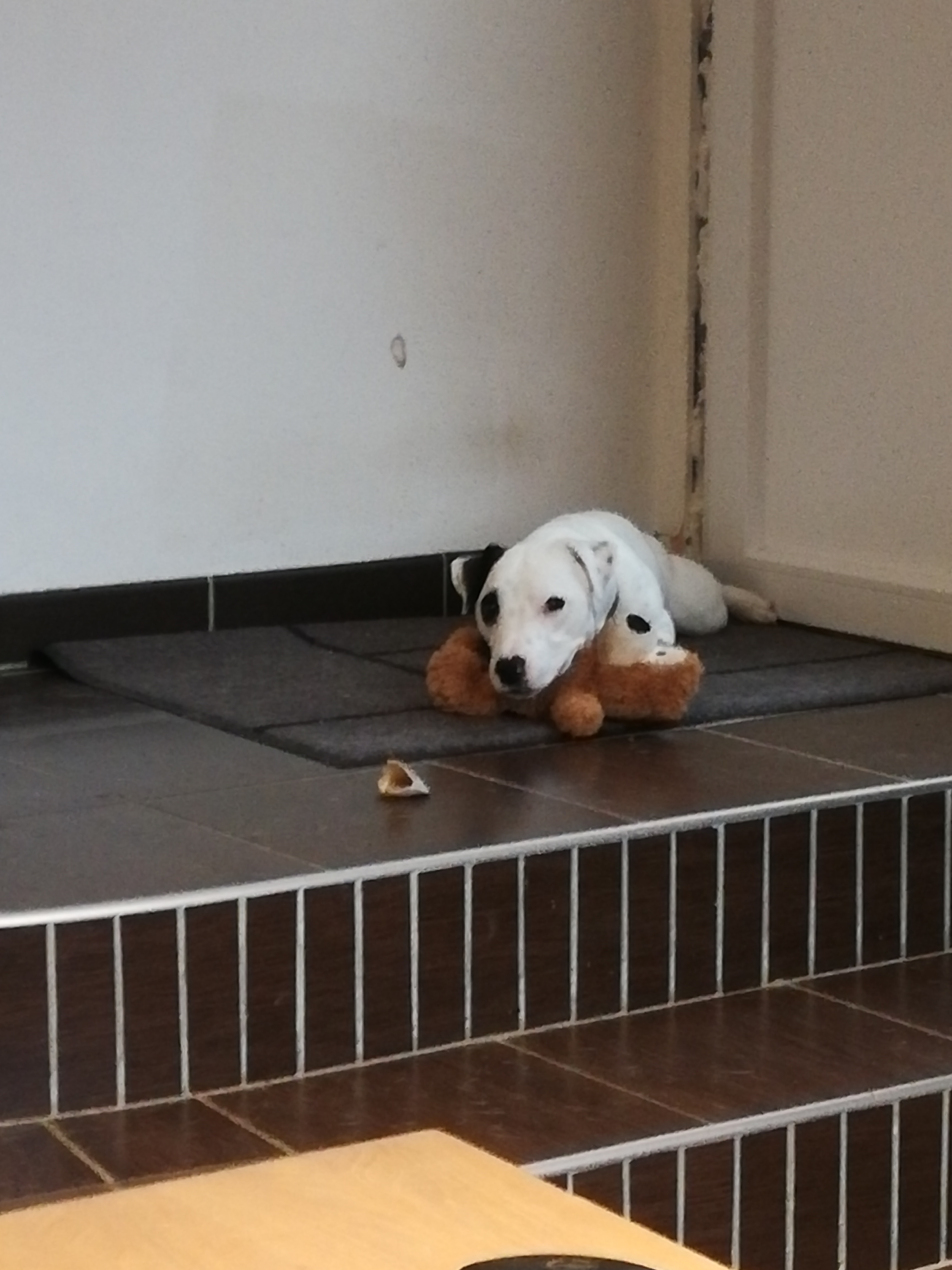 Service promeneur chien 45 entre particuliers