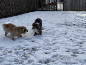 Service : chien Service : chien