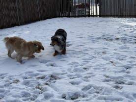 Service : chien Service : chien