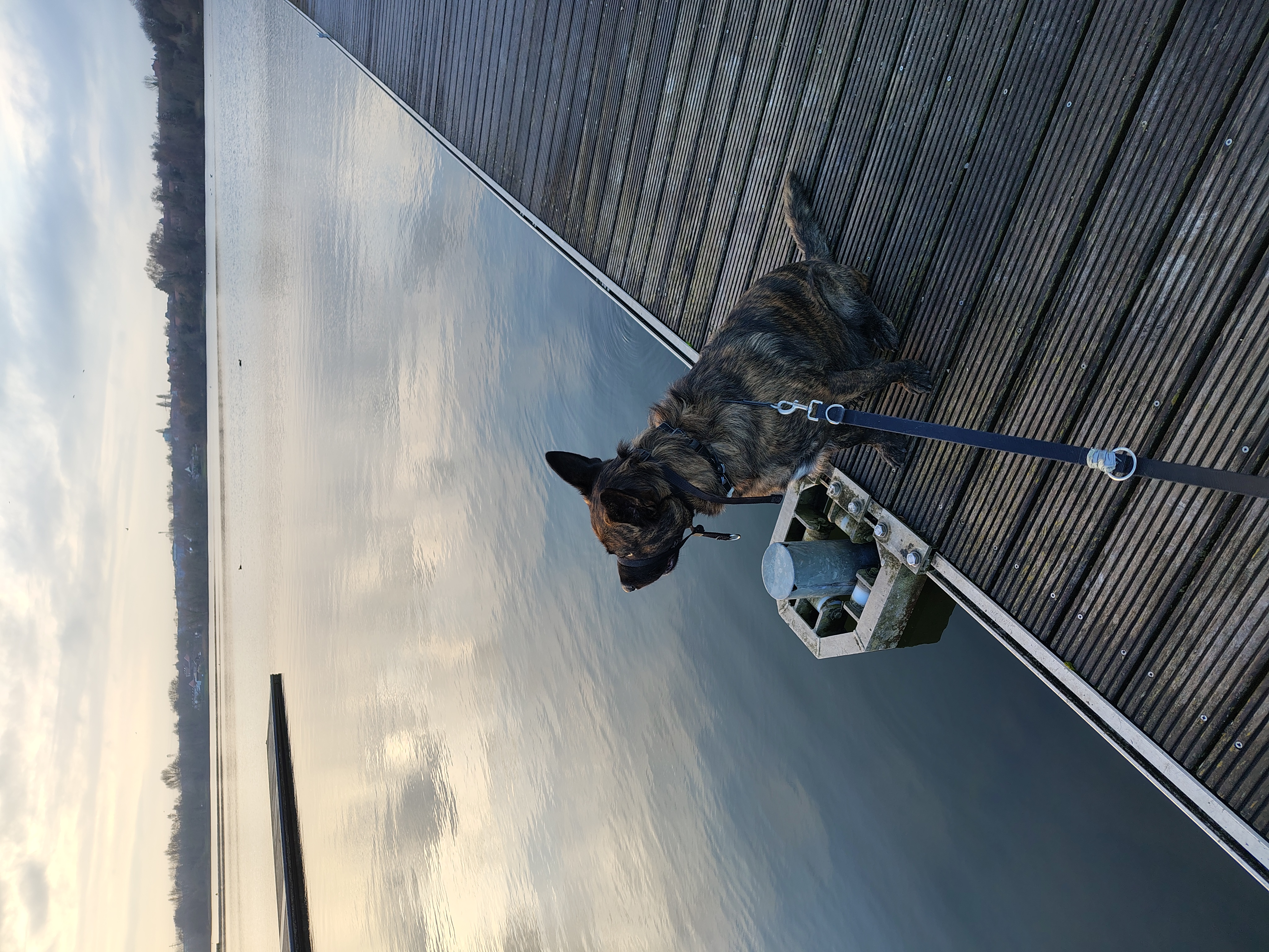 Service chien 59 entre particuliers