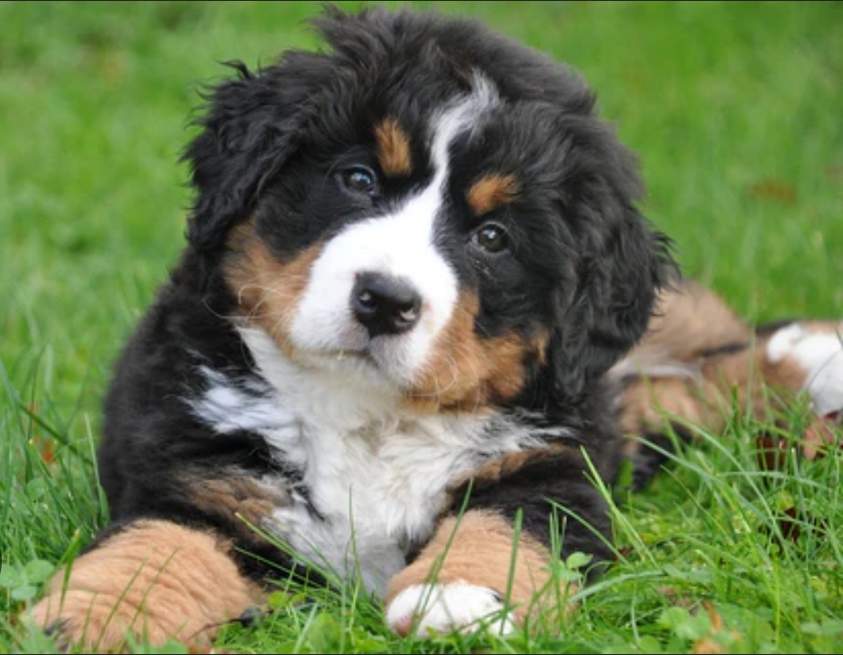 Service garde lapin 75 entre particuliers