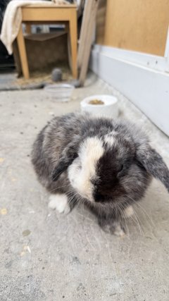 Service : garde lapin Service : garde lapin