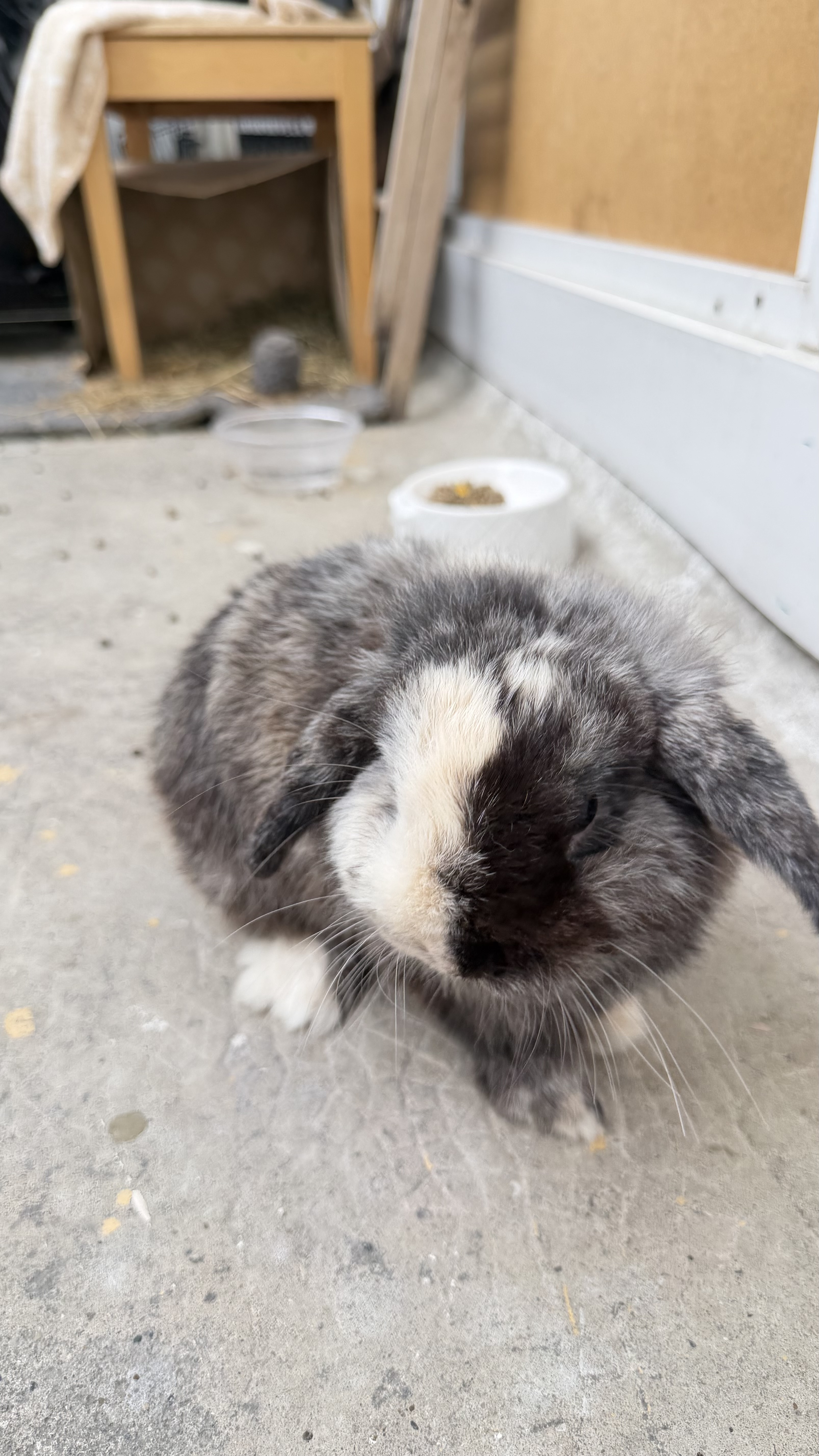 Service garde lapin 33 entre particuliers